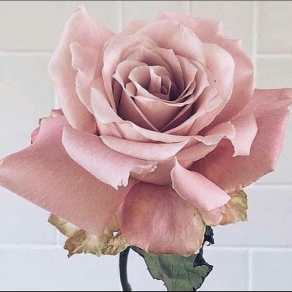 Meet me, Shellz ๐ - Picture 6 of 16